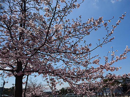 芦屋川の美しい桜